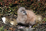 Falkland Skua at the nest